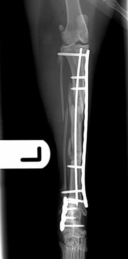 Six weeks post-operative lateral and craniocaudal radiographs 